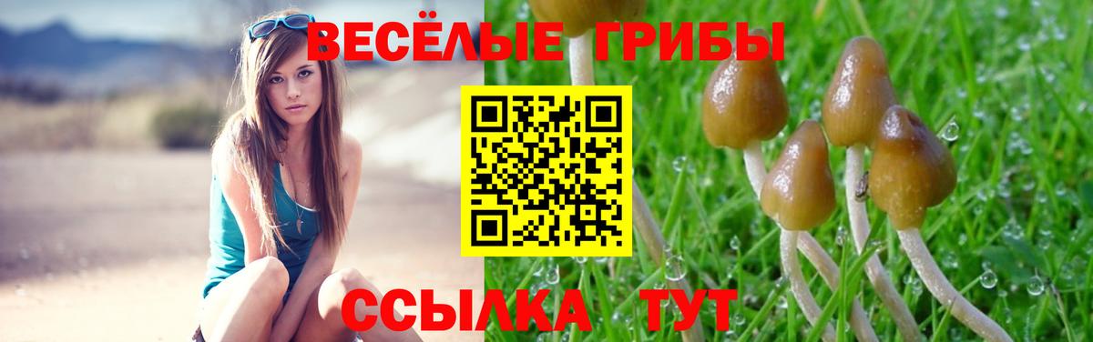 Киселёвск  Псилоцибиновые грибы Psilocybe  Вход с VPN 